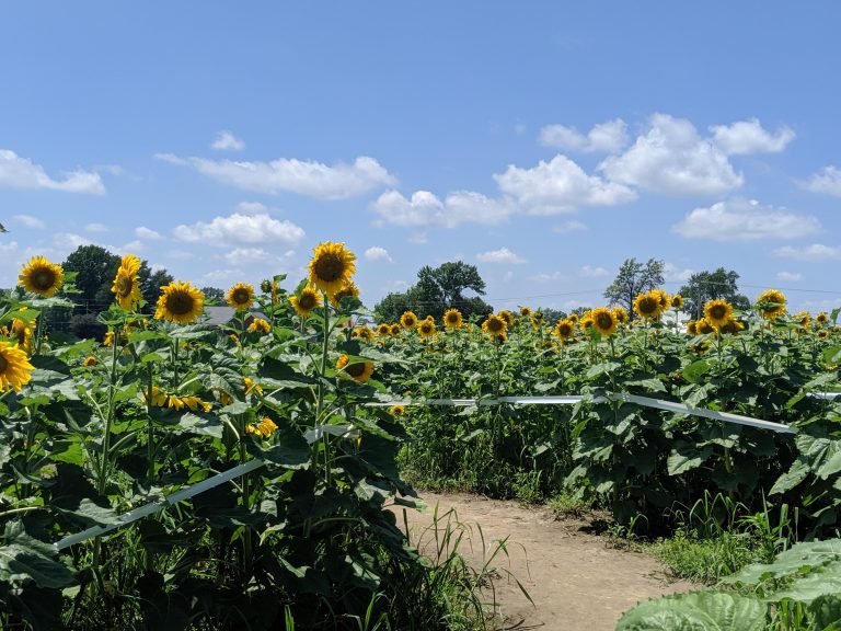 The Sunflower Maze at Eckert's Farm in Belleville, Illinois