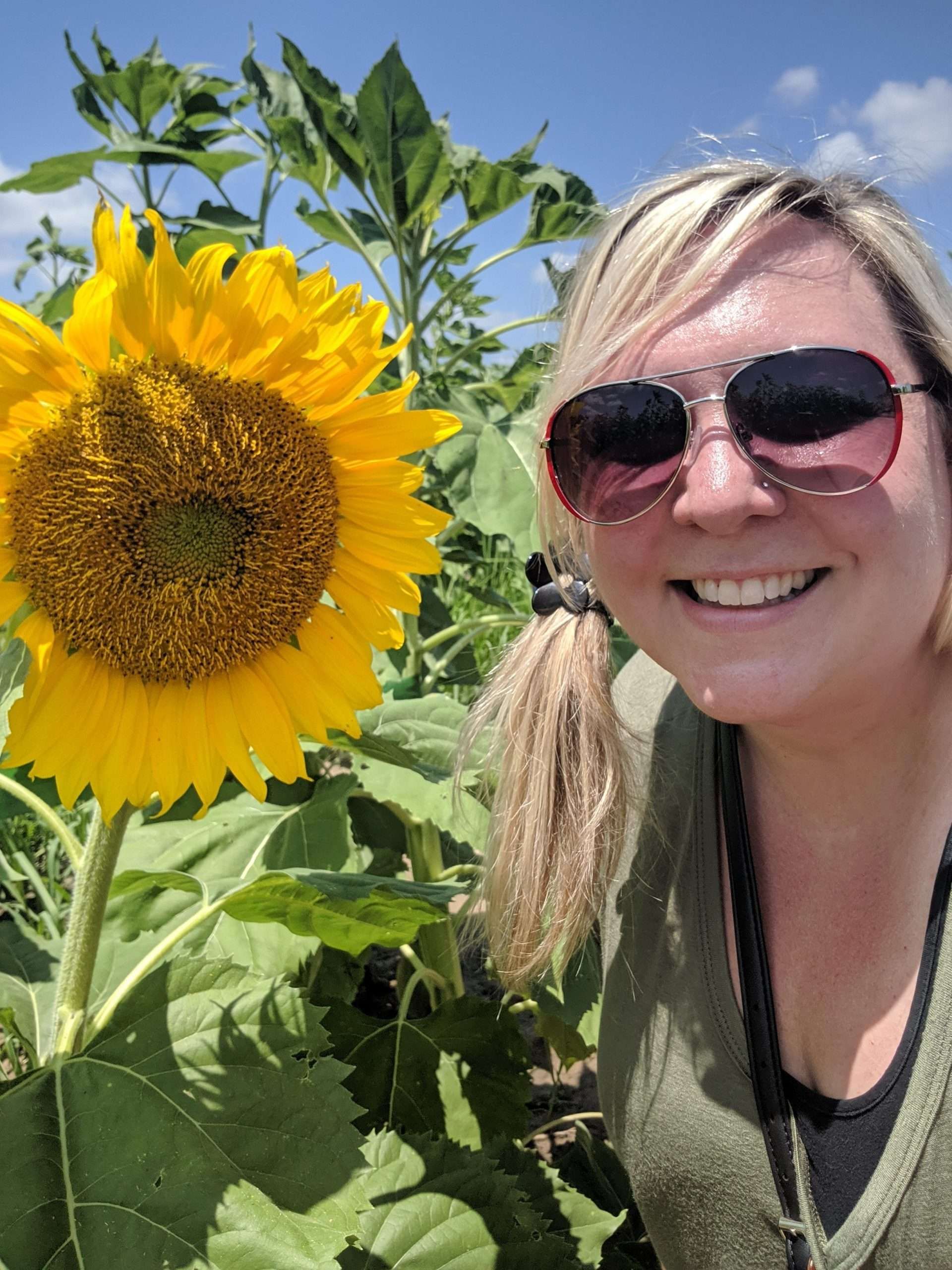 The Sunflower Maze at Eckert's Farm in Belleville, Illinois