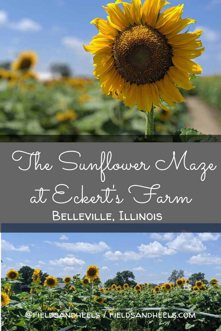 The Sunflower Maze at Eckert's Farm in Belleville, Illinois