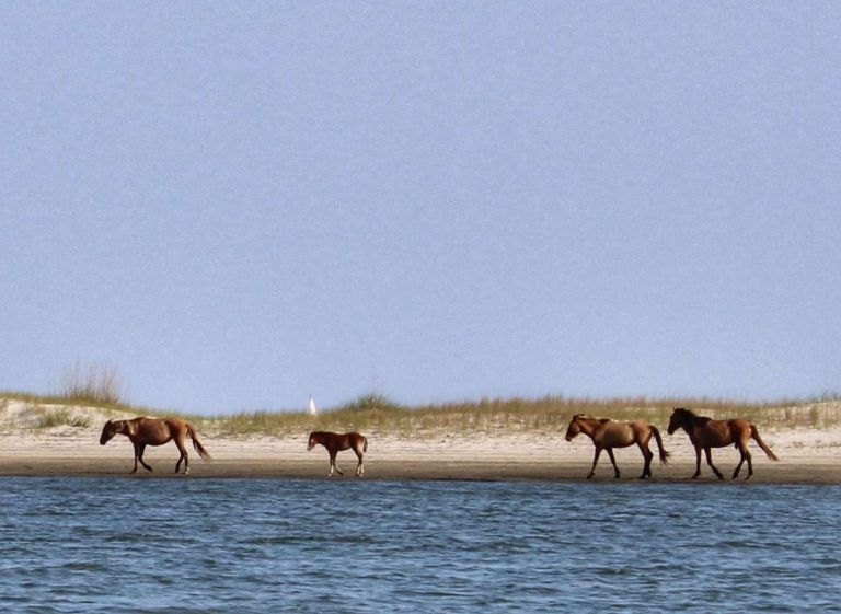 Wild Horses & History in Beaufort, NC