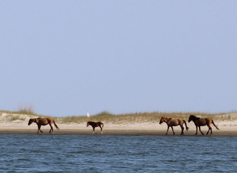 Wild Horses & History in Beaufort, NC