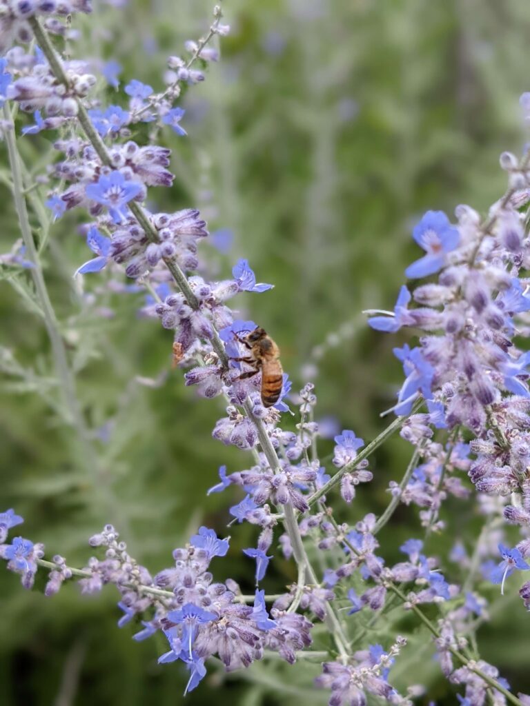 Visit the Indiana Lavender Fields