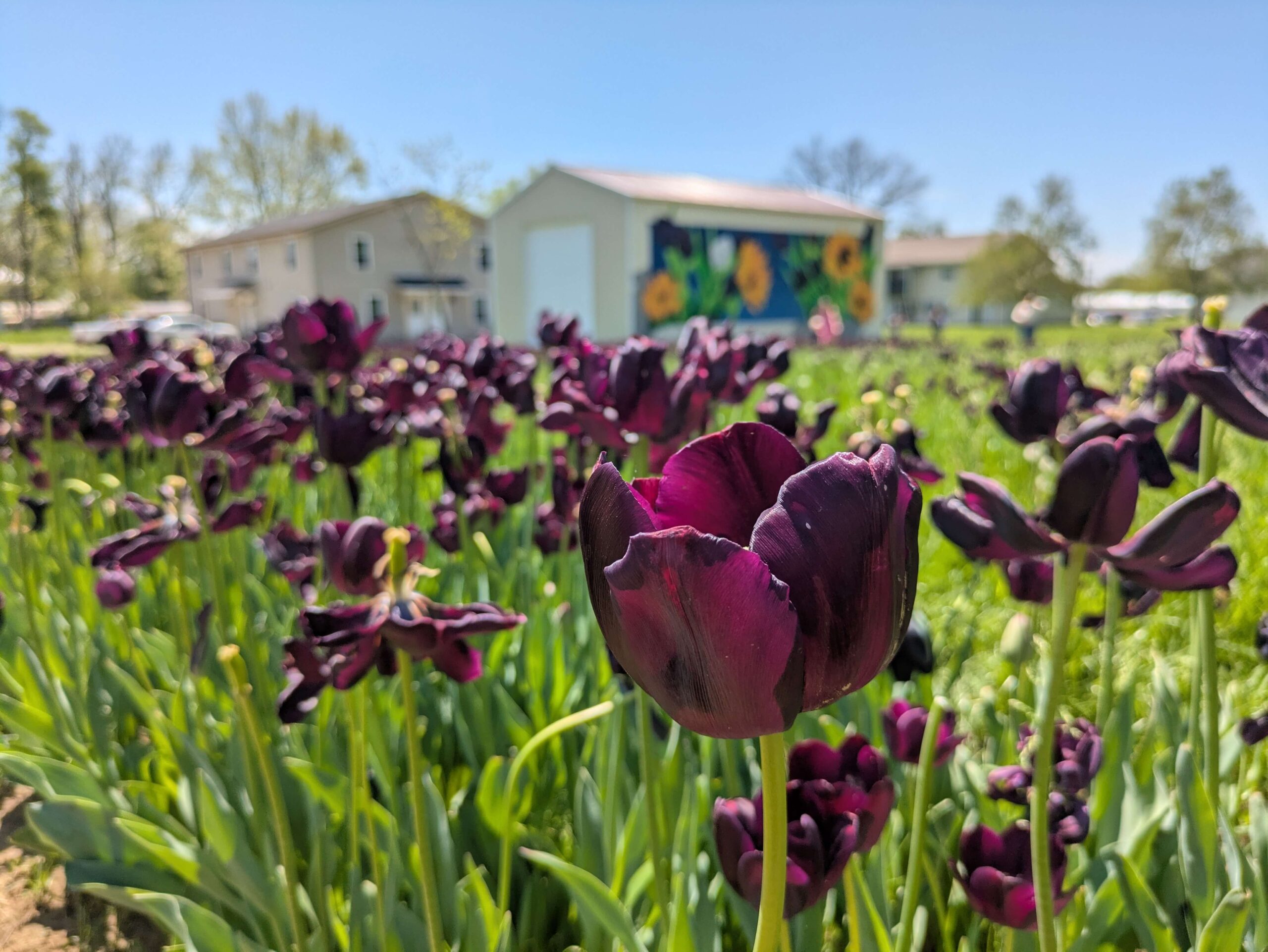 The Gothic Garden of Vevay: Indiana’s Black Tulip Field